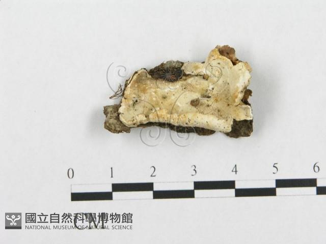 登錄號:F0017498藏品圖，第1張