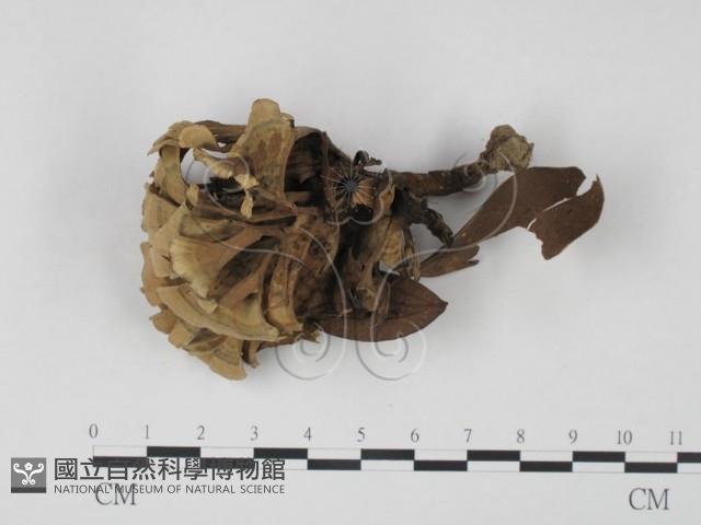 棕色革菌藏品圖，第3張