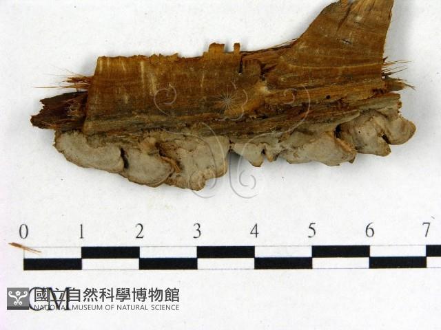 登錄號:F0015498藏品圖，第3張