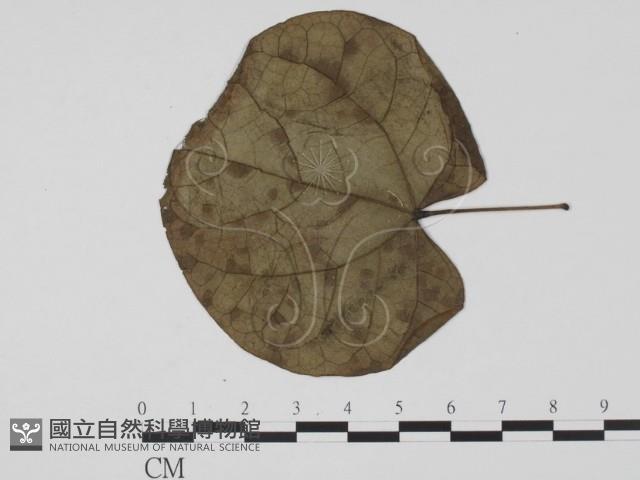 登錄號:F0019498藏品圖，第3張