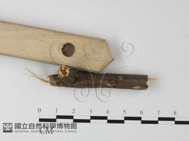 登錄號:F0023498藏品圖，第3張