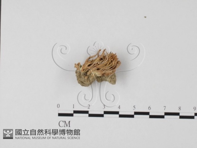 登錄號:F0003498藏品圖，第3張