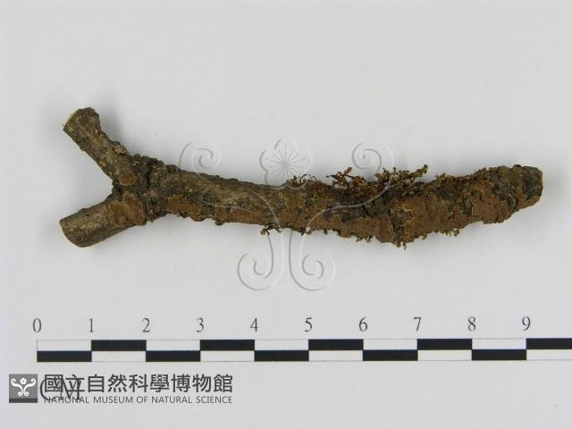 刺革菌屬藏品圖，第3張