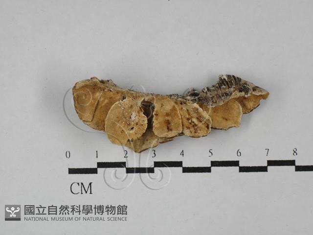 栓菌屬藏品圖，第3張