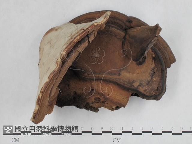 登錄號:F0008798藏品圖，第1張