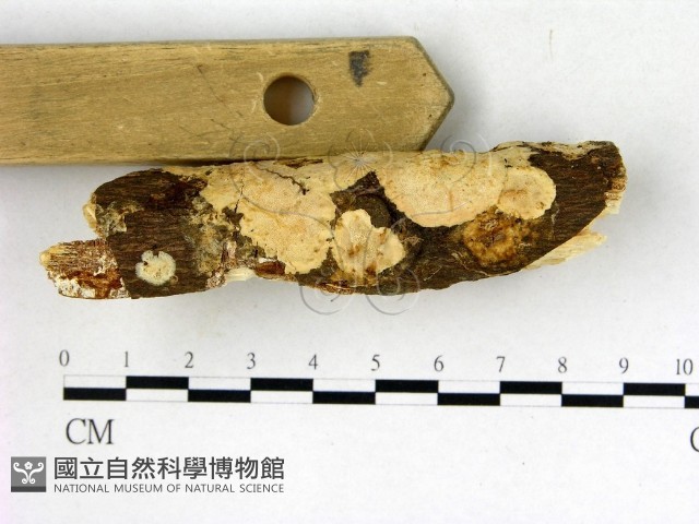膠孔菌屬藏品圖，第3張