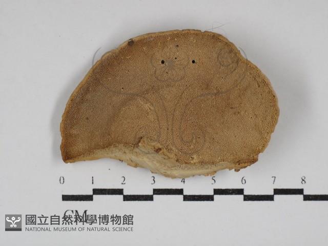 登錄號:F0030798藏品圖，第3張