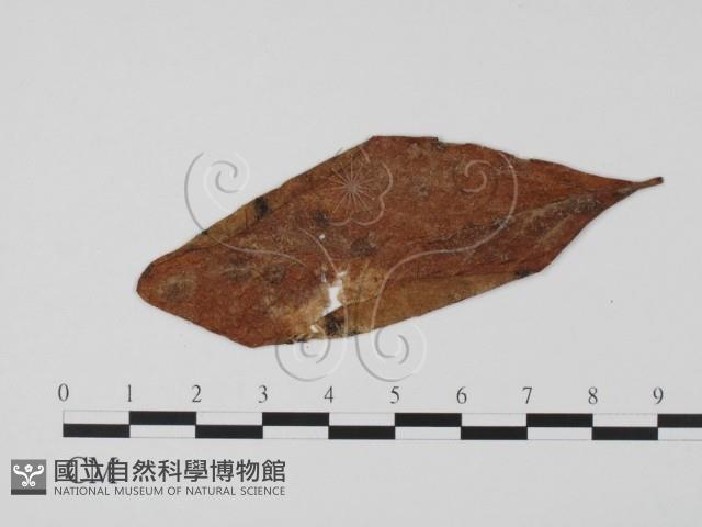 登錄號:F0011798藏品圖，第3張