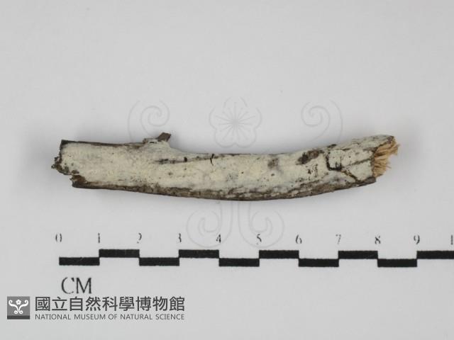 登錄號:F0031798藏品圖，第3張