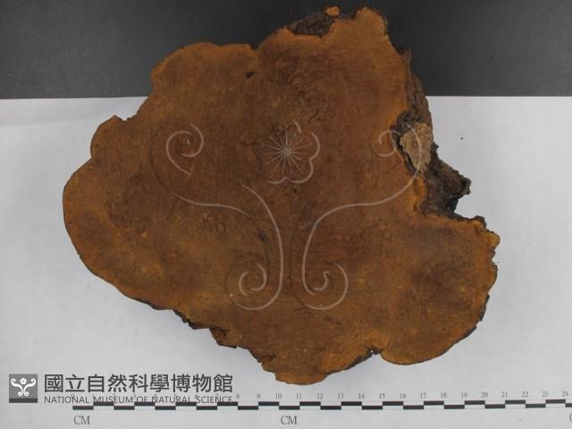 桑黃藏品圖，第3張