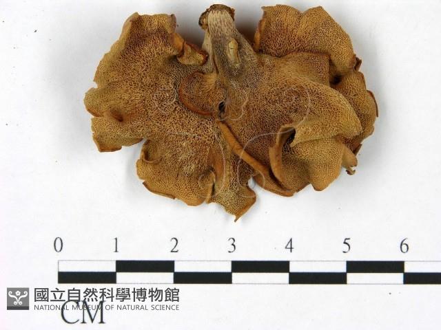 登錄號:F0022798藏品圖，第3張