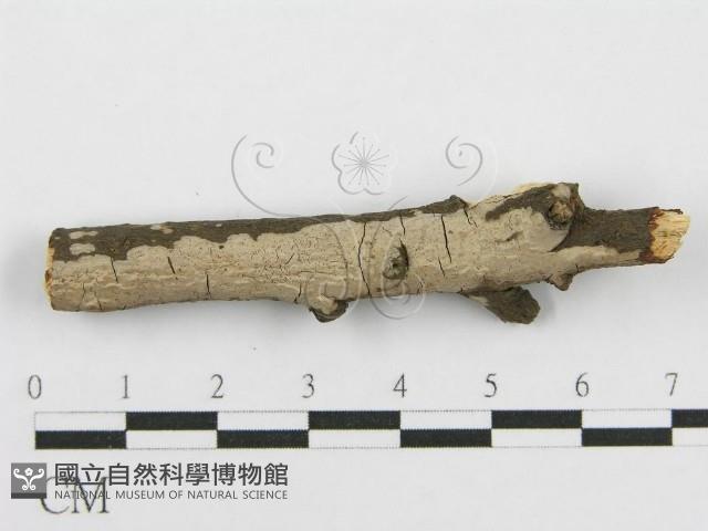 筍殼菌屬藏品圖，第3張
