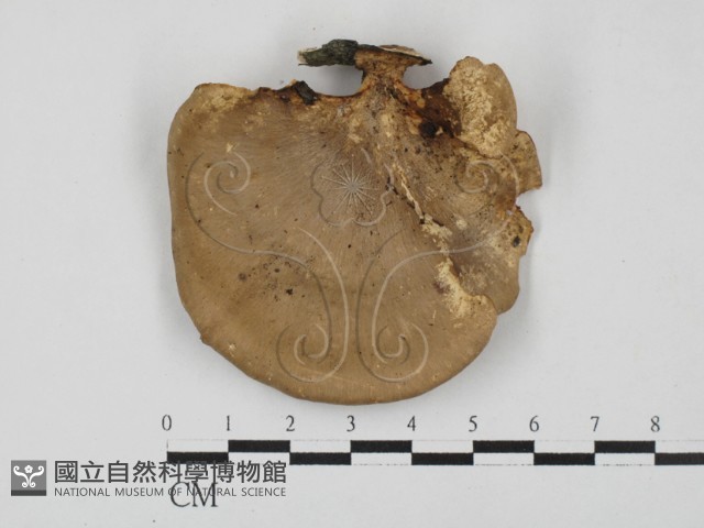 多孔菌屬藏品圖，第3張