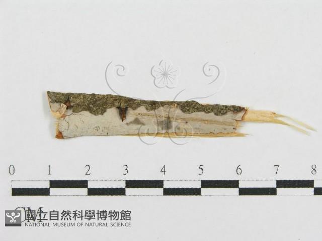 登錄號:F0017798藏品圖，第3張