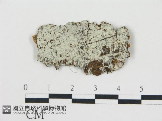 登錄號:F0015798藏品圖，第1張