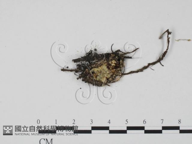 登錄號:F0009798藏品圖，第3張