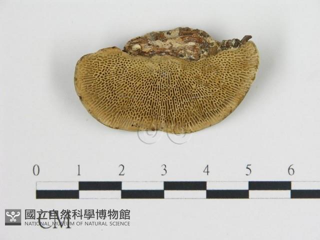 登錄號:F0019798藏品圖，第1張