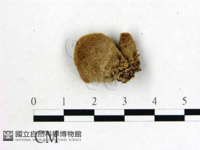 毛木耳藏品圖，第3張