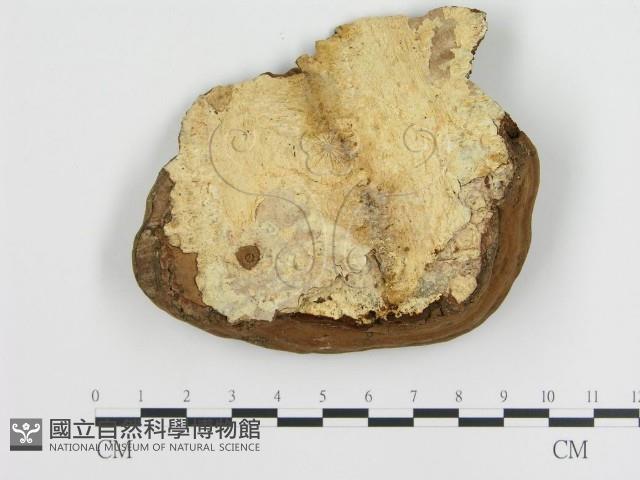 登錄號:F0001598藏品圖，第3張