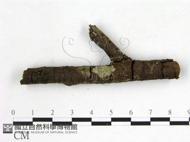 登錄號:F0022598藏品圖，第3張