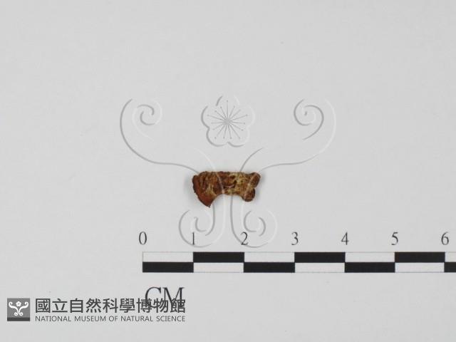 登錄號:F0002598藏品圖，第4張