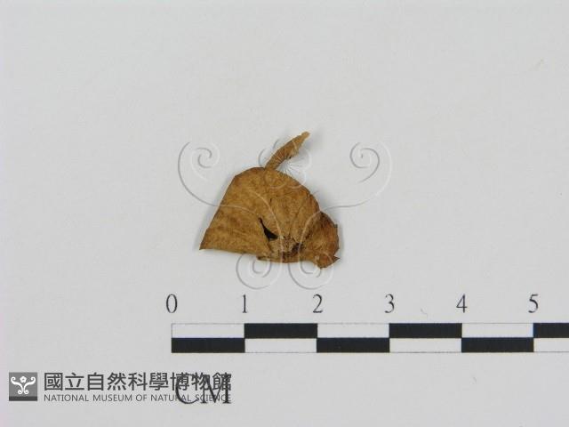 登錄號:F0012598藏品圖，第3張