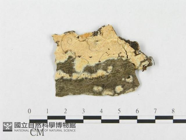 登錄號:F0017598藏品圖，第1張
