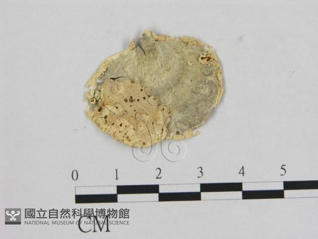 相鄰小孔菌藏品圖，第3張