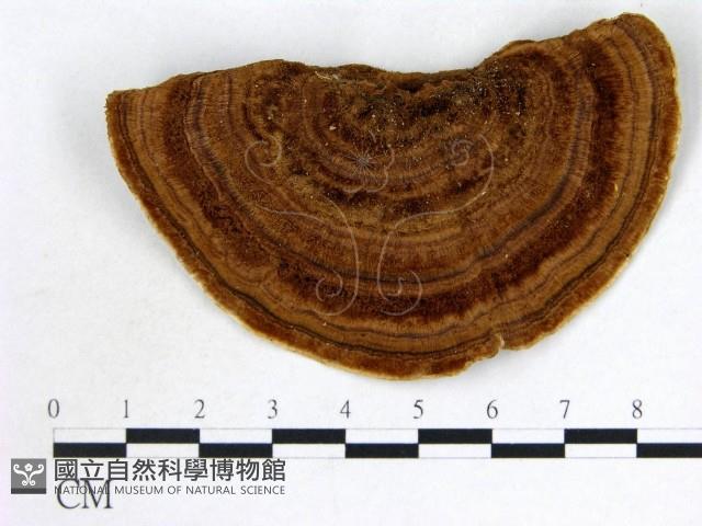登錄號:F0015598藏品圖，第3張