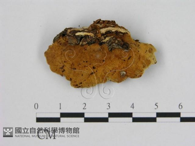 登錄號:F0009598藏品圖，第3張