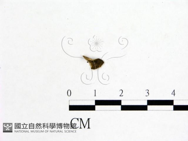 登錄號:F0019598藏品圖，第3張