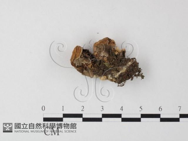 銳孔菌屬藏品圖，第3張