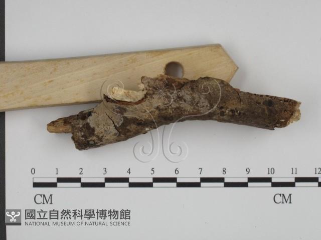 登錄號:F0003598藏品圖，第3張