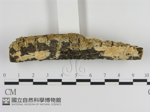 登錄號:F0013598藏品圖，第3張