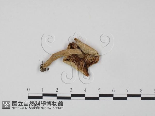 登錄號:F0020198藏品圖，第3張