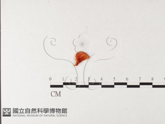 血紅密孔菌藏品圖，第1張