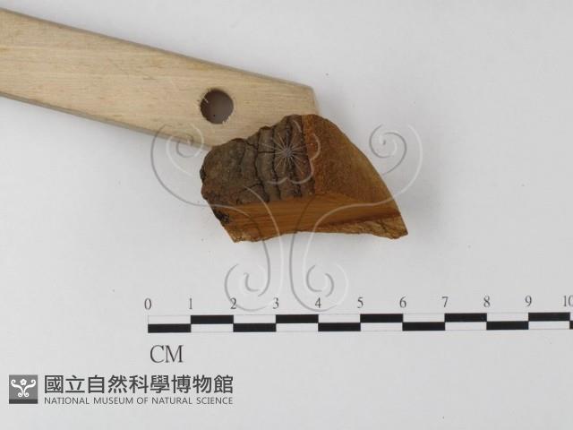 登錄號:F0006198藏品圖，第3張