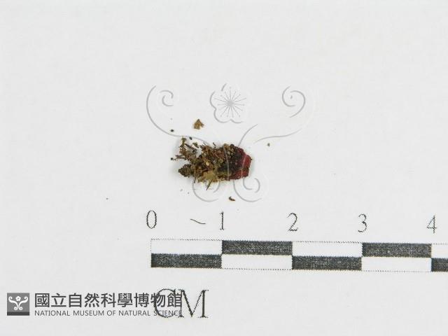 登錄號:F0016198藏品圖，第3張