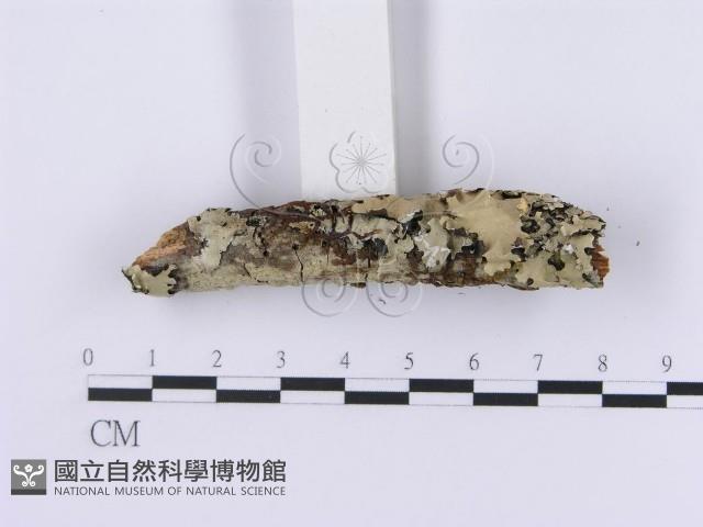 登錄號:F0001198藏品圖，第3張