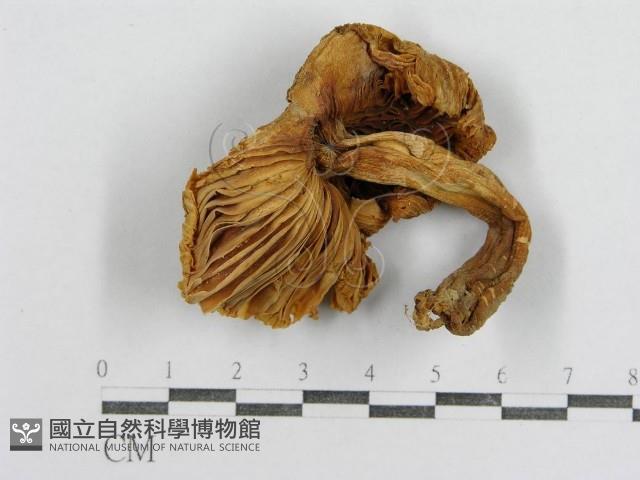 紅菇屬藏品圖，第3張