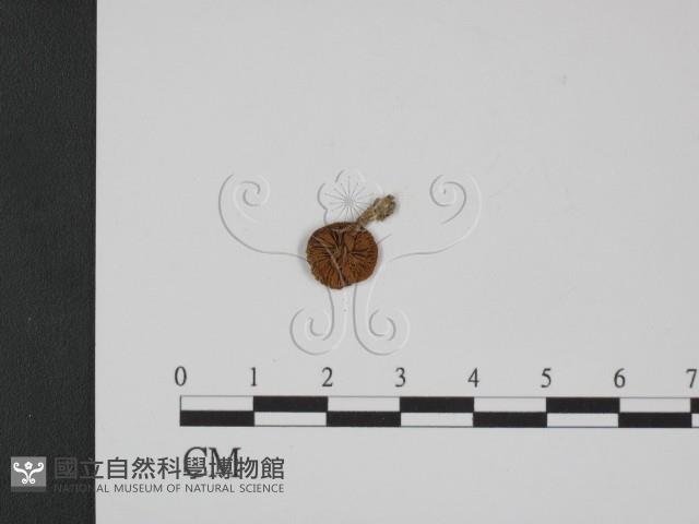 登錄號:F0014198藏品圖，第3張