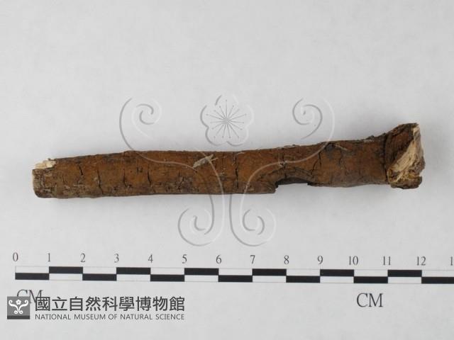 刺革菌屬藏品圖，第3張