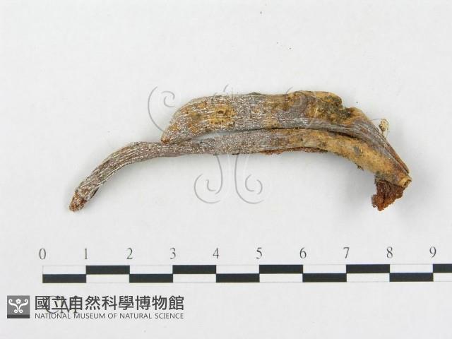 登錄號:F0002198藏品圖，第3張