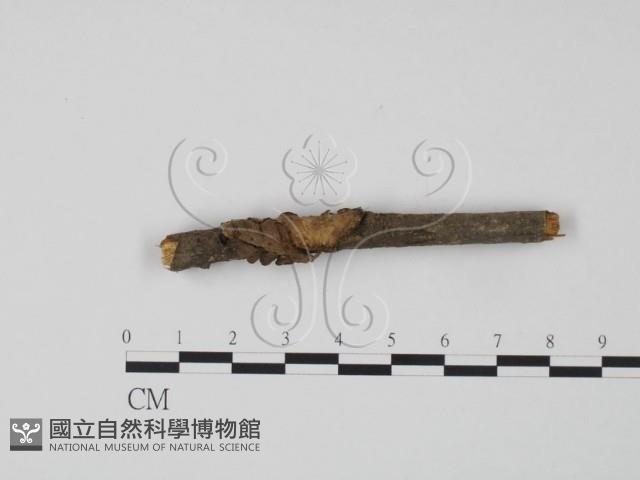 韌革菌屬藏品圖，第3張