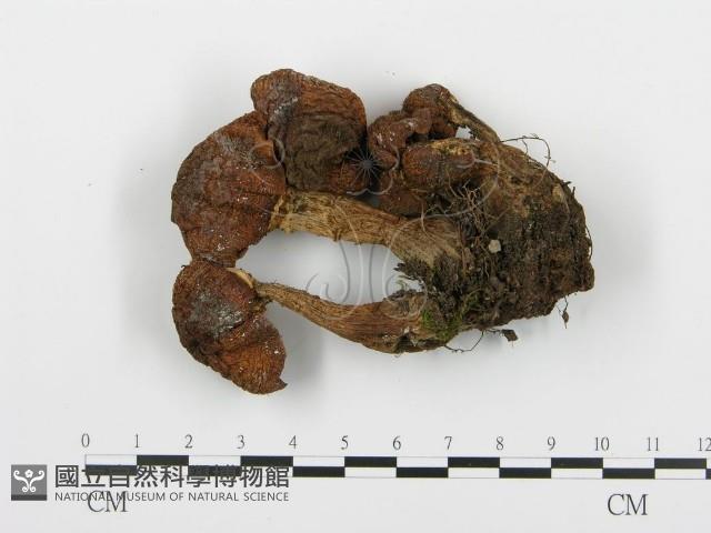 登錄號:F0017198藏品圖，第3張