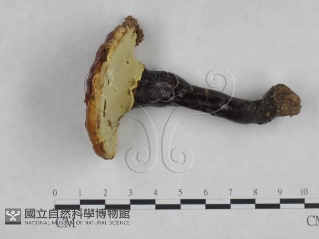 靈芝屬藏品圖，第3張