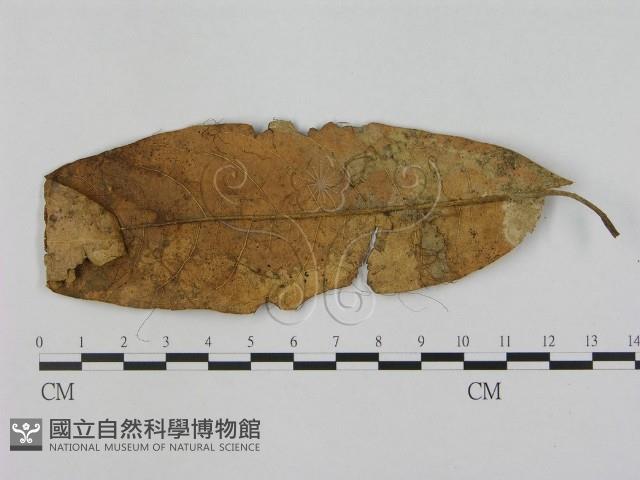 小皮傘屬藏品圖，第3張