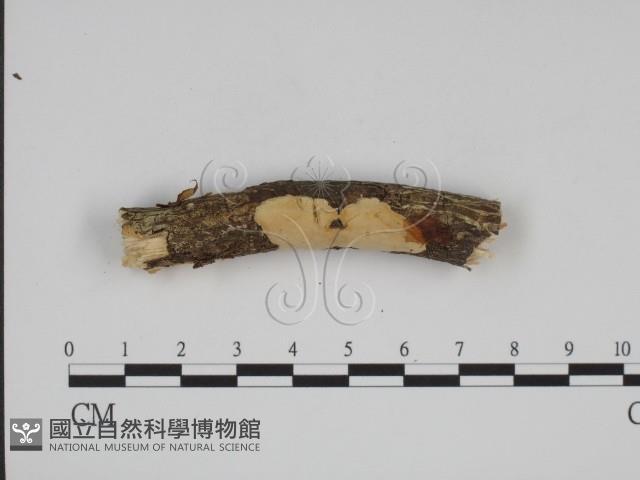 登錄號:F0015198藏品圖，第3張