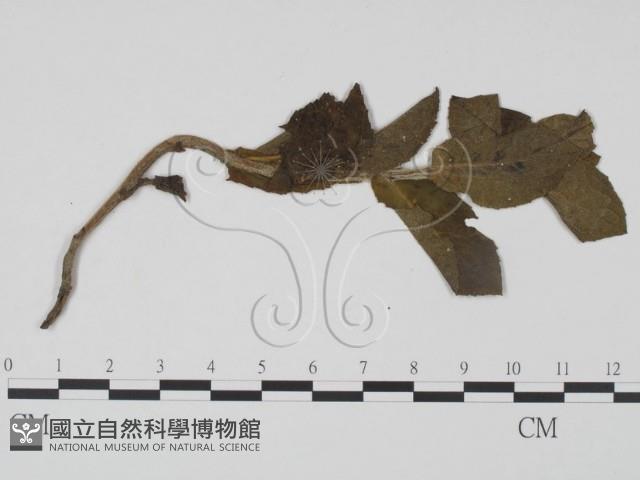 登錄號:F0019198藏品圖，第3張