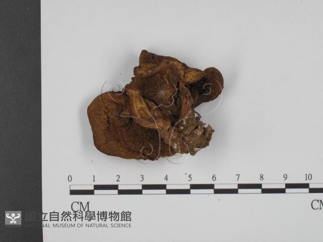 登錄號:F0013198藏品圖，第3張